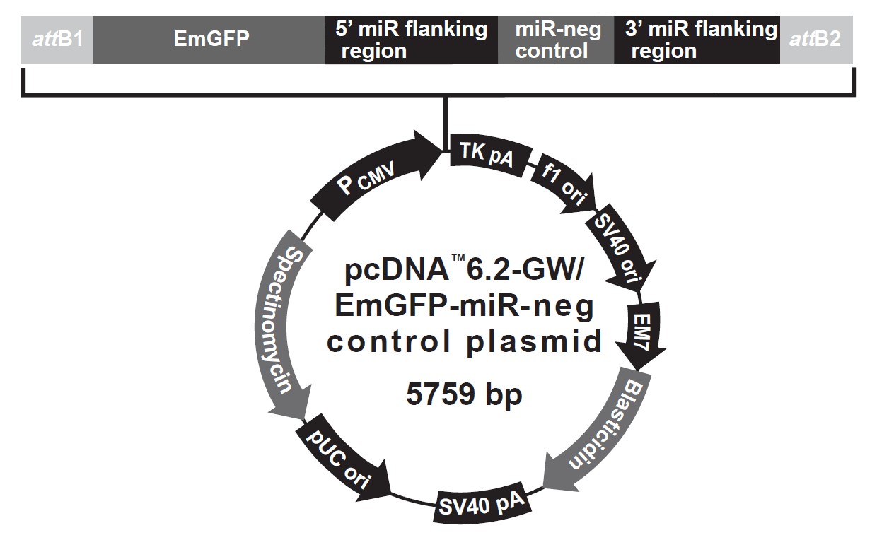 PcDNA6.2-GWEmGFP-miR Negative载体_质粒图谱 - 优宝生物